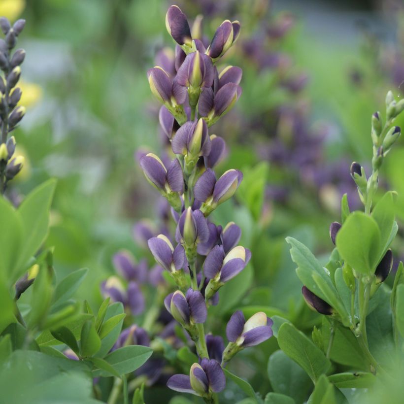 Baptisia Indigo Spires - Lupin indigo (Flowering)