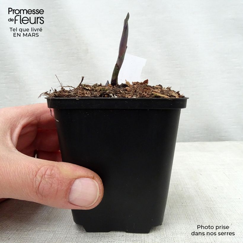 Example of Baptisia Indigo Spires - Lupin indigo Godet de 8/9 cm as you get in printemps