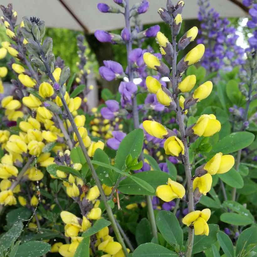 Baptisia Lemon Meringue - Lupin indigo (Flowering)