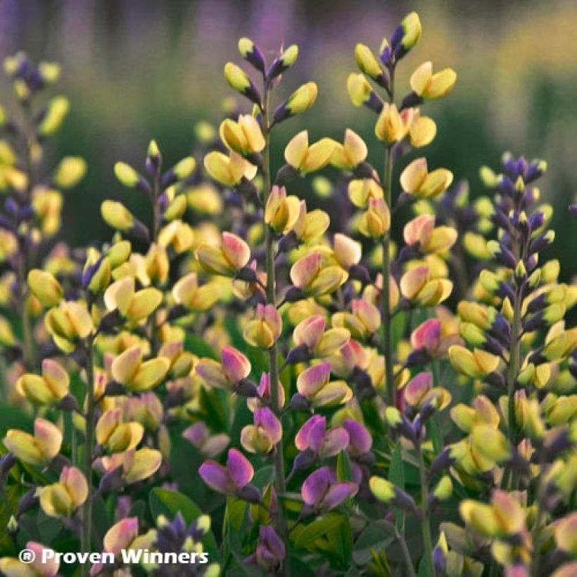 Baptisia Pink Lemonade - Lupin indigo (Flowering)