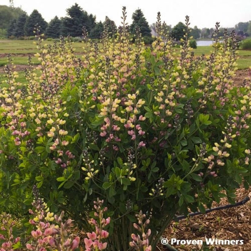 Baptisia Pink Lemonade - Lupin indigo (Plant habit)