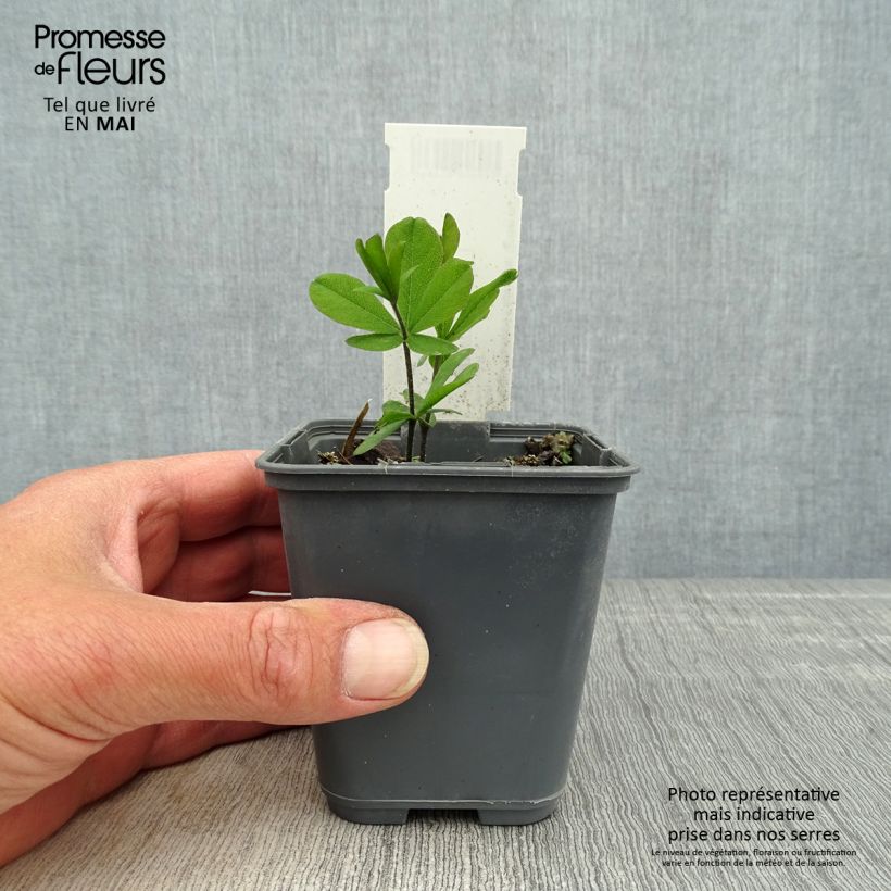 Spécimen de Baptisia bracteata - Faux Lupin Godet de 8/9 cm tel que livré au printemps