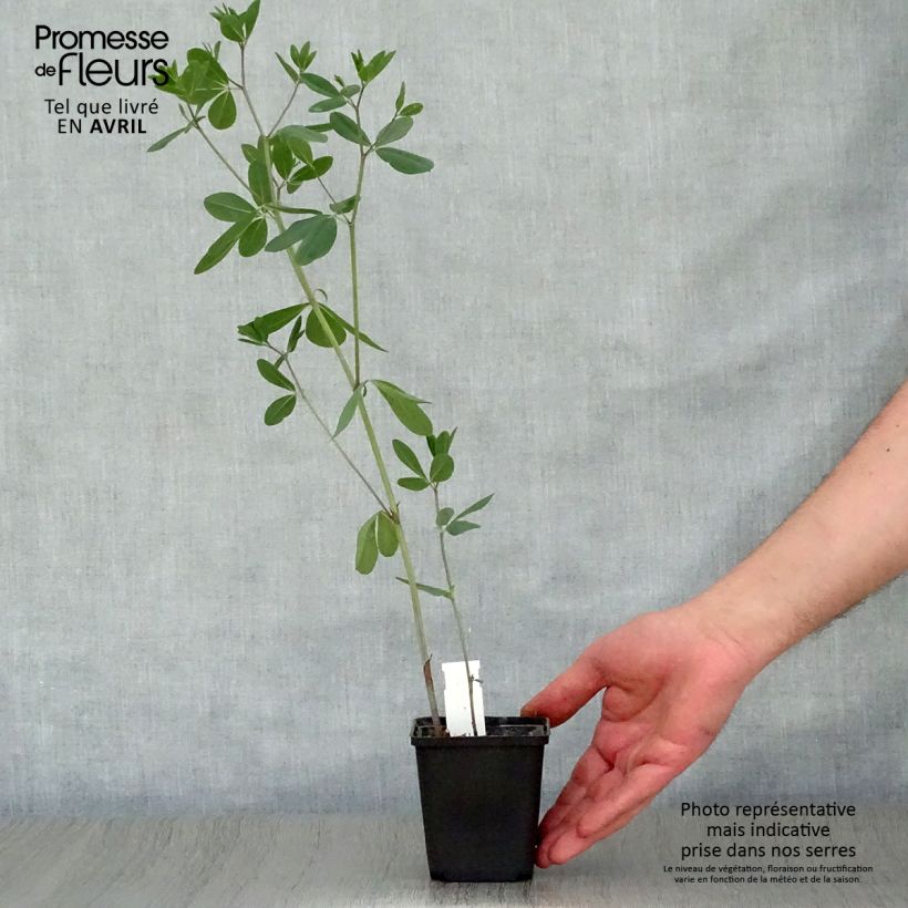 Spécimen de Baptisia sphaerocarpa (= viridis) - Faux indigo jaune. Godet de 8/9 cm tel que livré au printemps