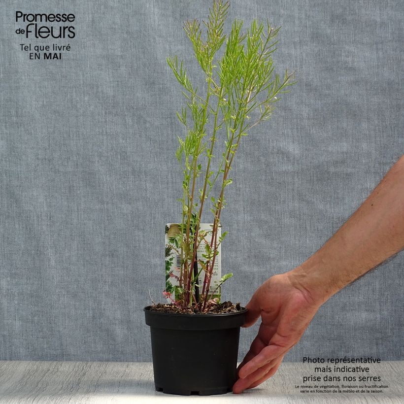 Example of Barbarea verna - Cresson de terre ou de jardin, barbarée printanière Pot de 1,5L/2L as you get in printemps