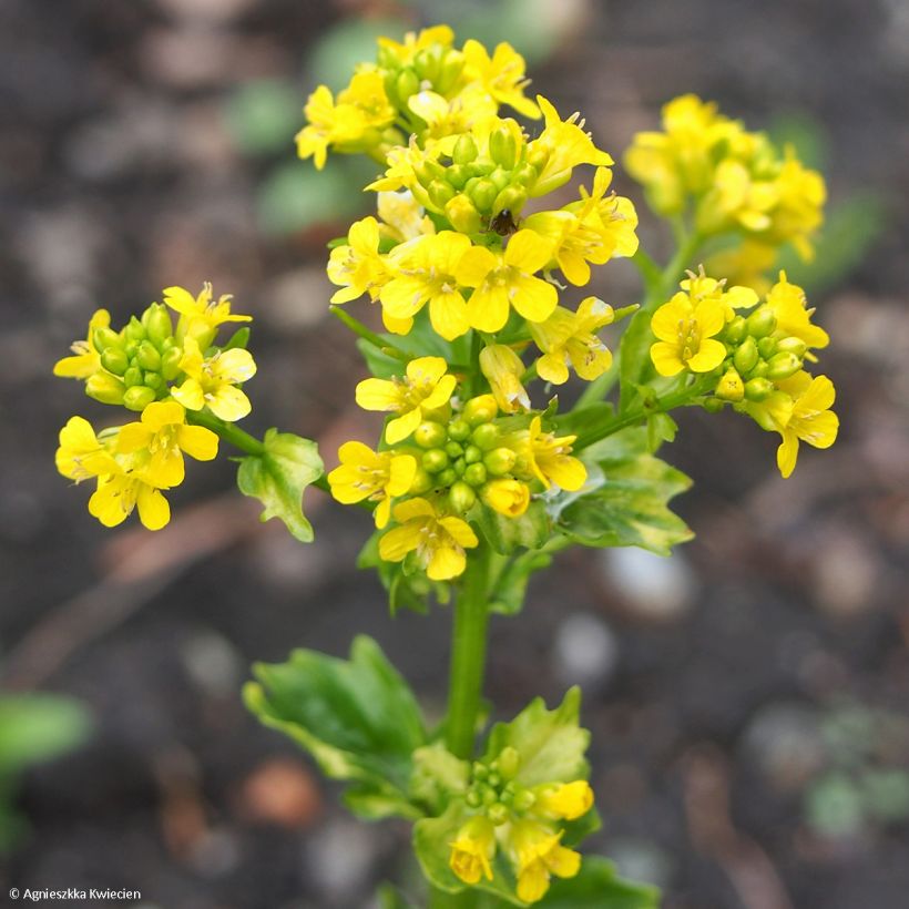 Barbarea vulgaris Variegata (Flowering)