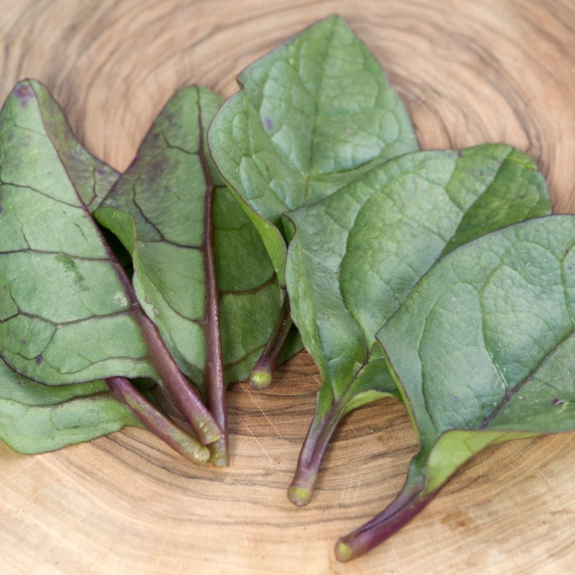 Basella alba ou Epinard de Malabar Select Red - Graines (Foliage)