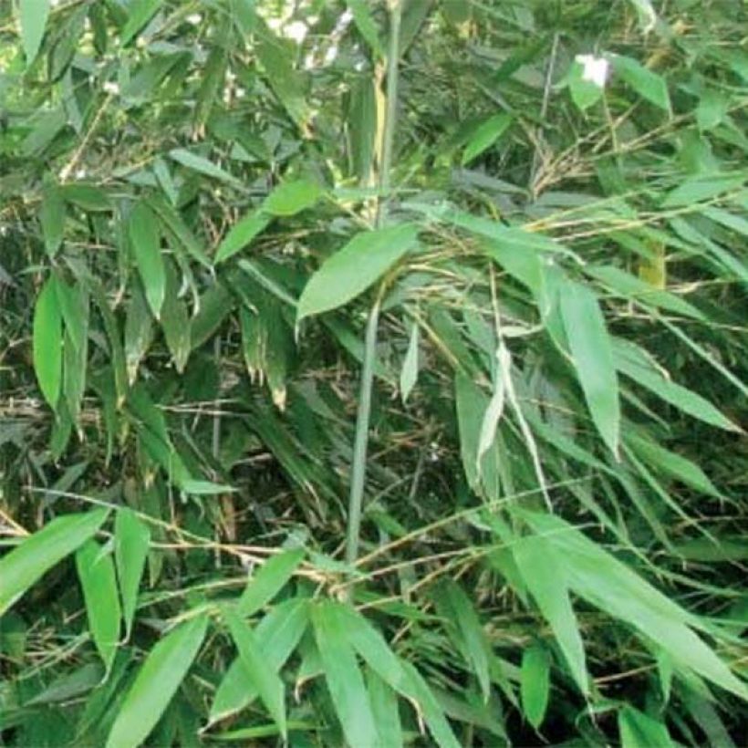 Bashania fargesii - Bambou argenté (Foliage)
