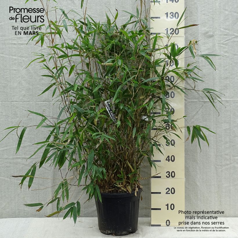 Example of Bashania fargesii - Bambou argenté Pot de 12L/15L as you get in printemps