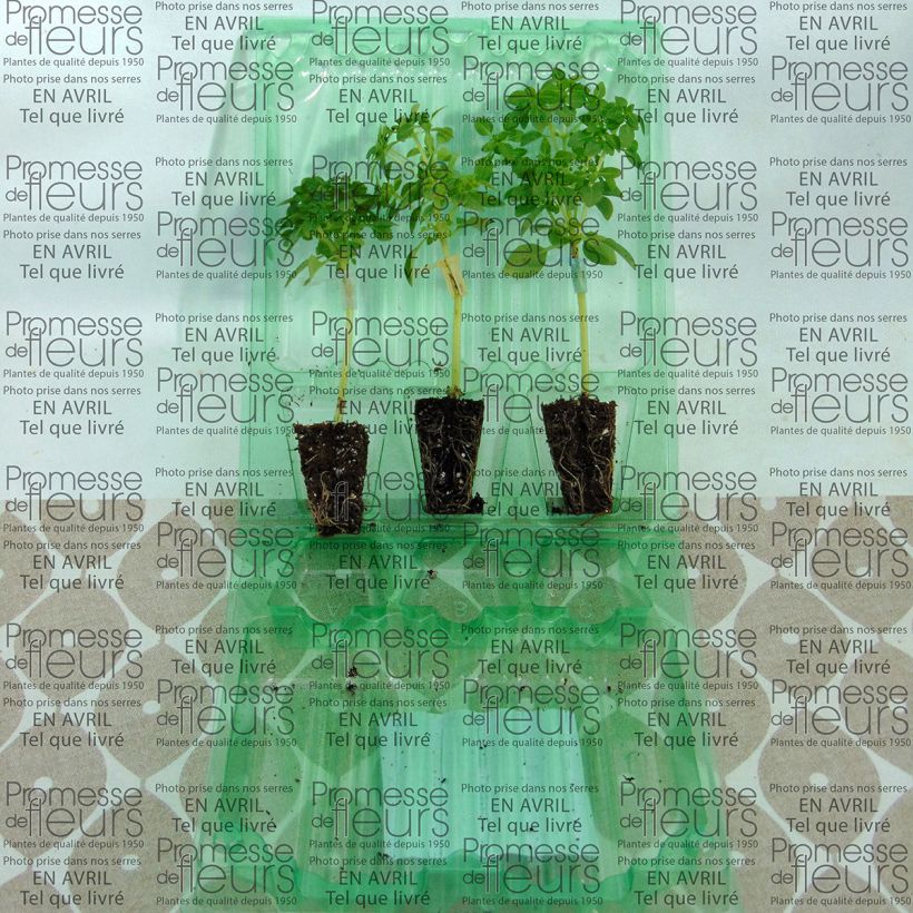 Exemple de spécimen de Basilic El Greco en plants GREFFES Mini-motte Ø 3/4 cm, Plant greffé de 5 à 10 cm de hauteur tel que livré