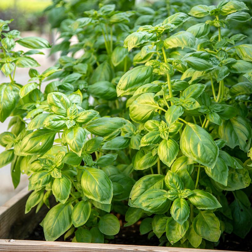 Basilic Genovese BIO (Plant habit)