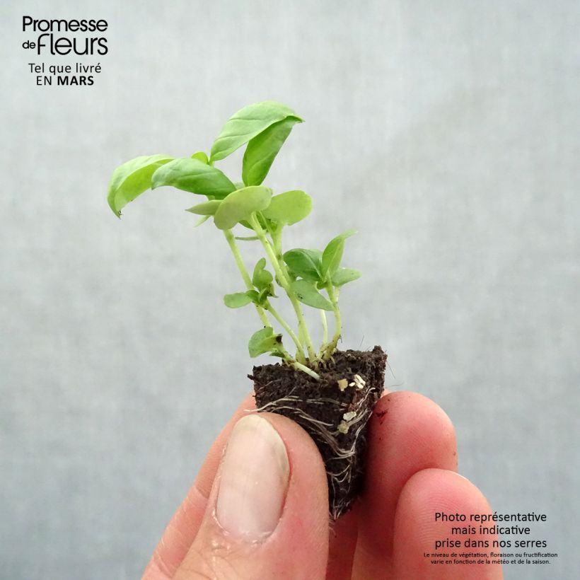 Example of Basilic Grand Vert compact Mini-motte Ø 3/4 cm, Livré en hauteur de 5 à 10 cm as you get in printemps