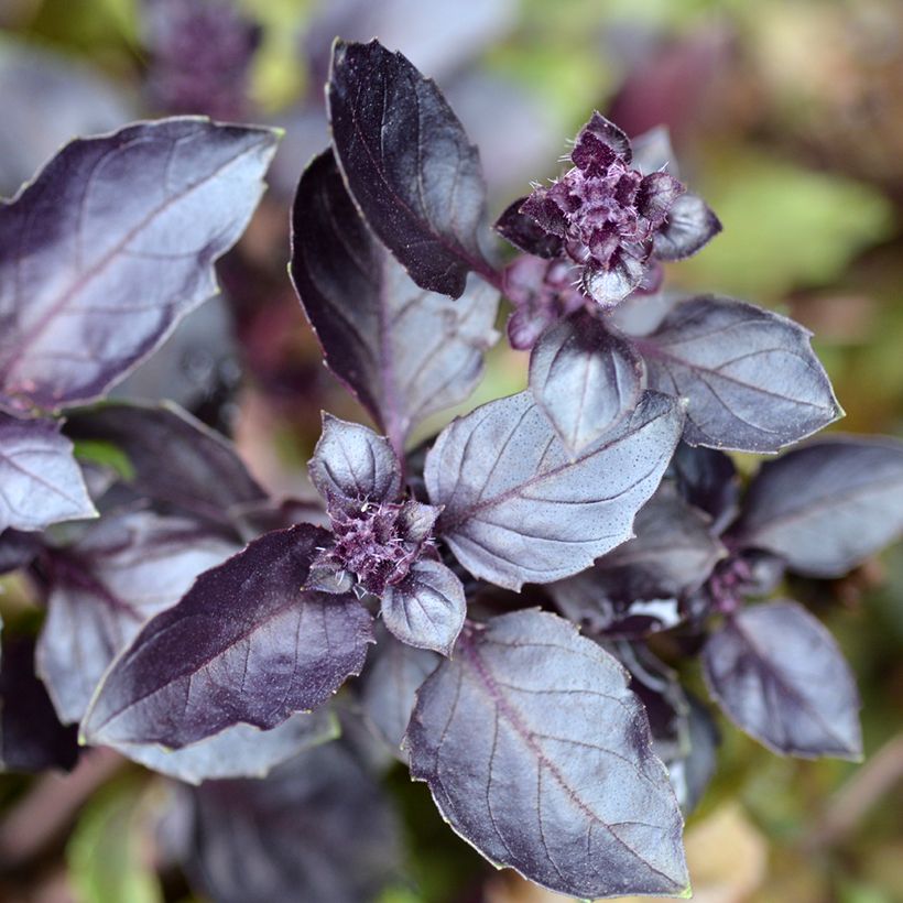 Basilic Dark Opal (Foliage)