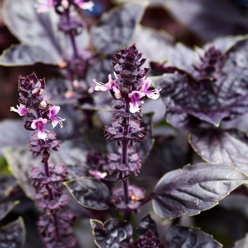 Basilic Dark Opal (Flowering)