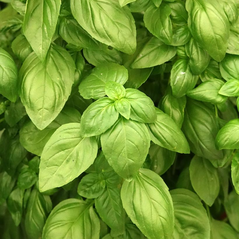 Basilic Everleaf Emerald Tower (Feuillage)