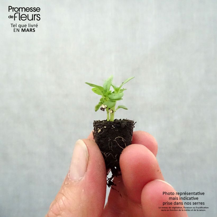 Spécimen de Basilic fin vert nain compact BIO Mini-motte Ø 1,5/2,5 cm tel que livré au printemps