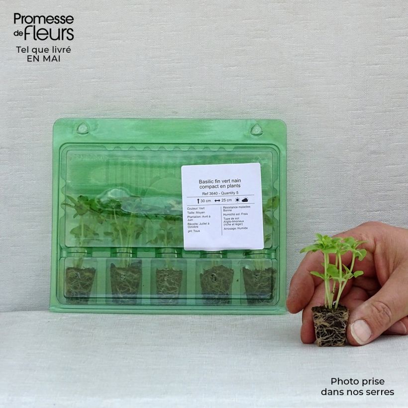 Example of Basilic fin vert nain compact en plants Mini-motte Ø 3/4 cm, Livré en hauteur de 5 à 10 cm as you get in printemps