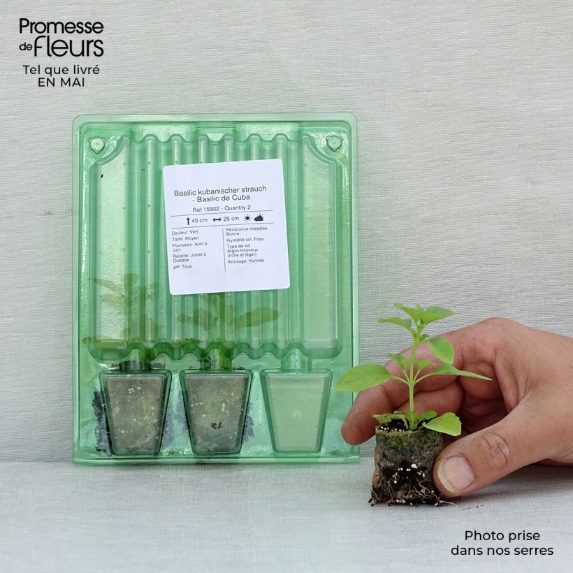 Example of Basilic kubanischer strauch - Basilic de Cuba Mini-motte Ø 3/4 cm as you get in printemps