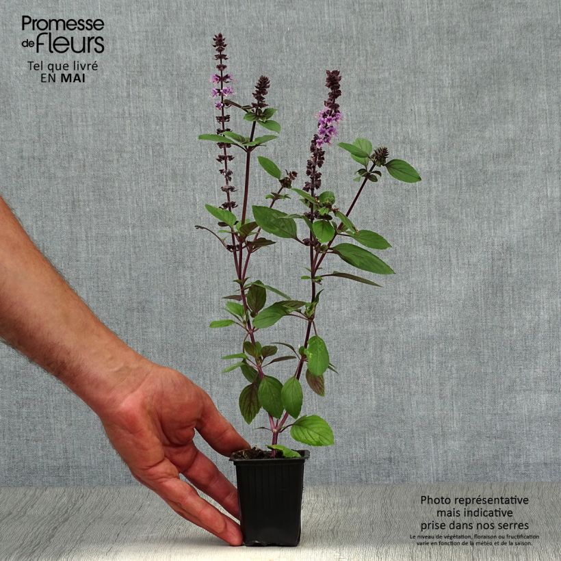 Example of Basilic vivace Magic Mountain en plants  Godet de 7/8 cm as you get in printemps