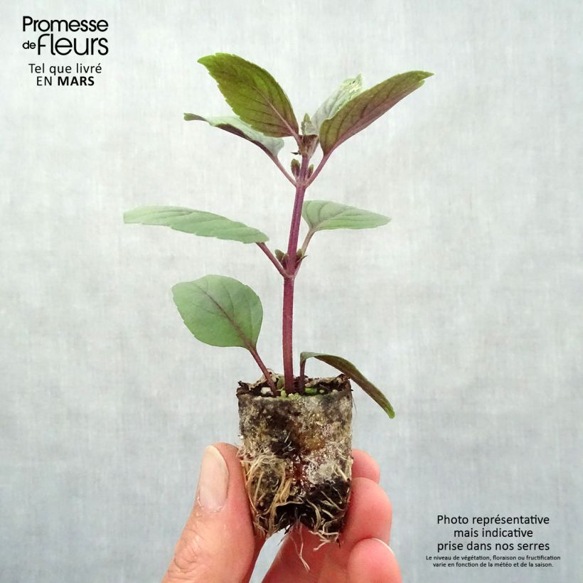 Example of Basilic vivace Magic Mountain en plants  Mini-motte Ø 3/4 cm, Livré en hauteur de 5 à 10 cm as you get in printemps