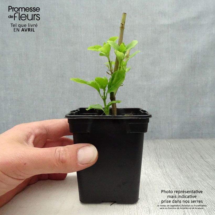 Example of Basilic vivace anisé  Godet de 8/9 cm as you get in printemps