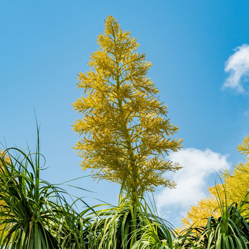 Beaucarnea recurvata - Arbre bouteille ou Pied d'éléphant  (Flowering)