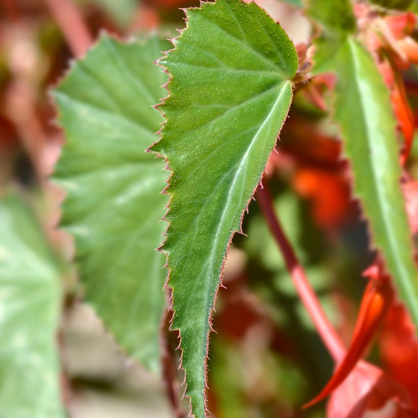 Begonia boliviensis Santa Cruz - Bégonia retombant (Foliage)