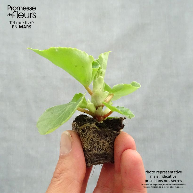 Example of Bégonia Big F1 rose tendre Mini-motte Ø 3/4 cm, Plant vert d'environ 5 à 10 cm de hauteur as you get in printemps