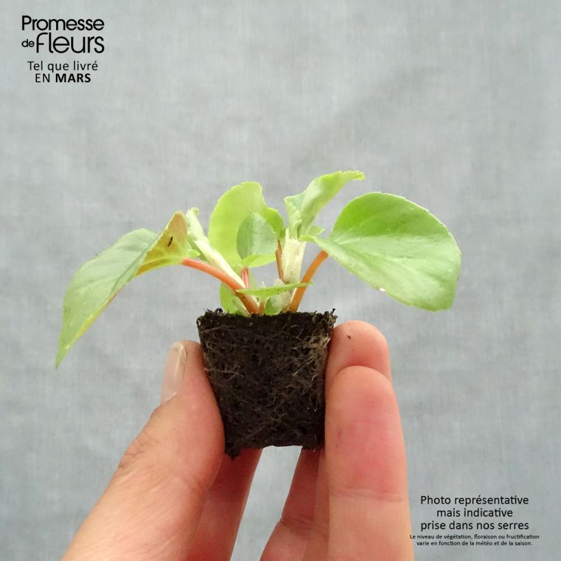 Spécimen de Bégonia Dragon Wing Red Mini-motte Ø 3/4 cm, Plant vert d'environ 5 à 10 cm de hauteur tel que livré au printemps