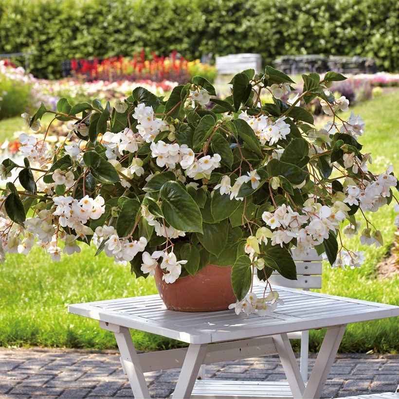 Begonia Dragon Wing White (Plant habit)