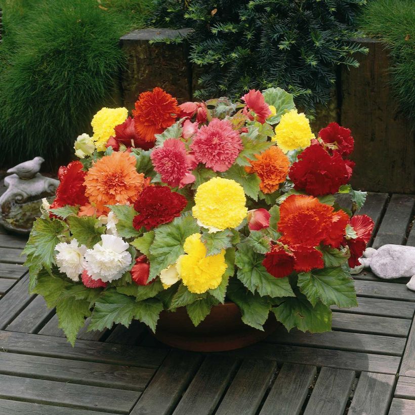 Begonia Fimbriata mix 6 couleurs (Plant habit)