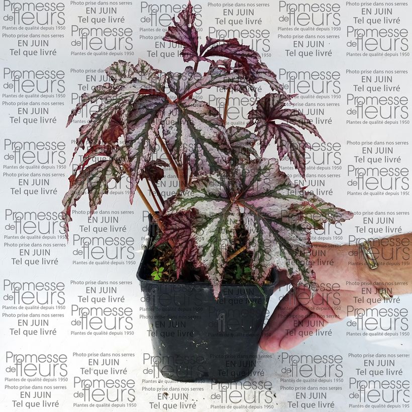 Example of Begonia Garden Angel Plum Pot de 2L/3L as you get