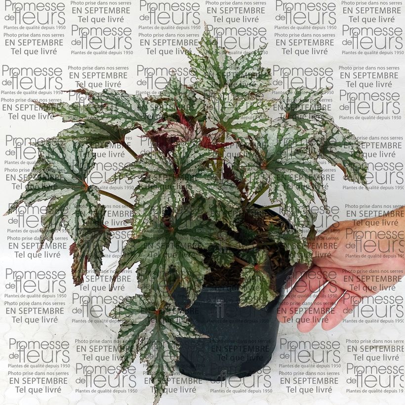 Example of Begonia Garden Angel Silver Pot de 2L/3L as you get