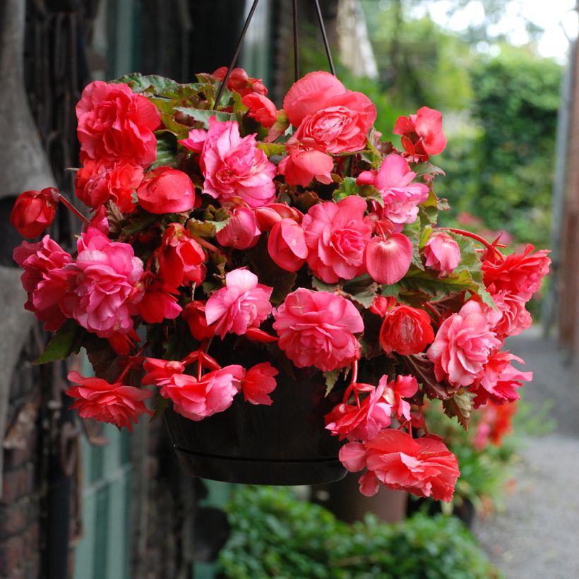 Bégonia double retombant Pink Delight - Begonia Odorata  (Floraison)