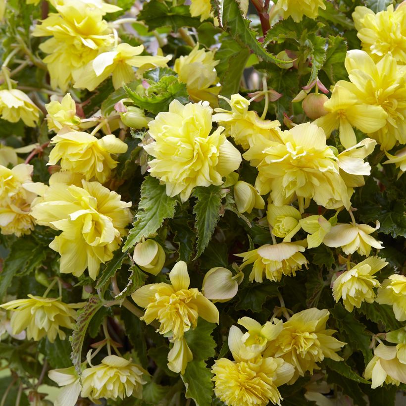 Bégonia retombant Cascade Yellow - Begonia Pendula (Flowering)
