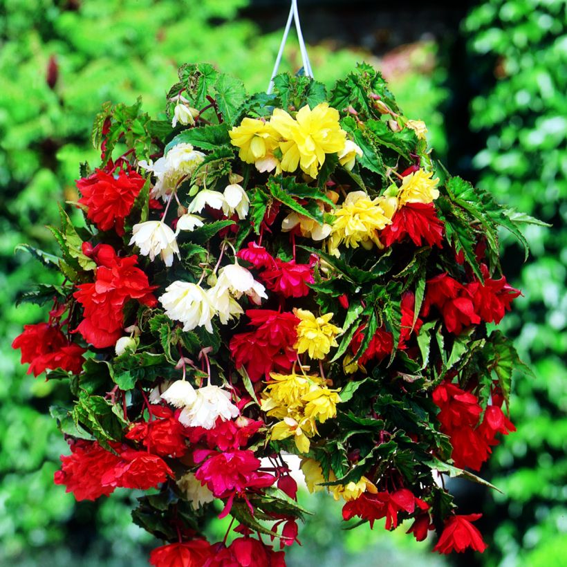 Begonia Pendula mix 6 couleurs - Bégonia retombant (Floraison)