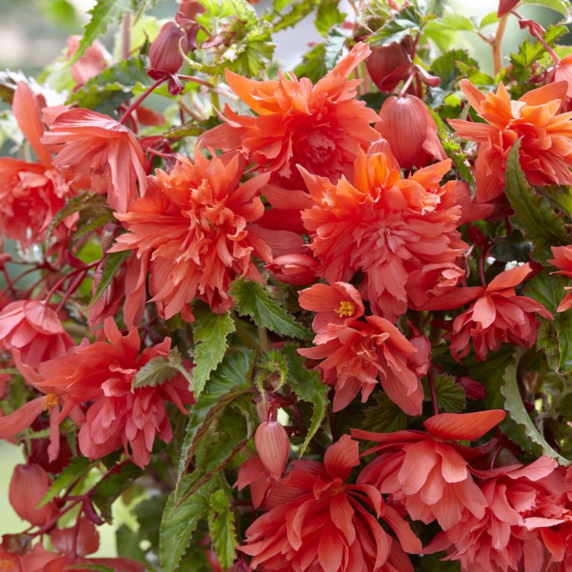 Bégonia retombant Salmon - Begonia Pendula  (Floraison)