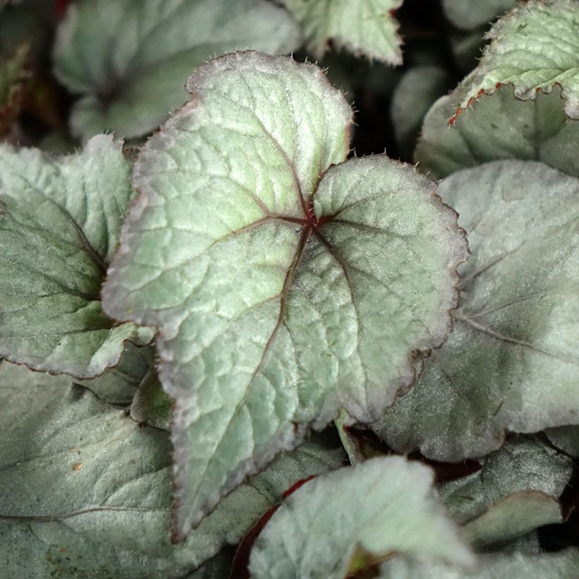 Begonia Rex Pink Pop (Foliage)