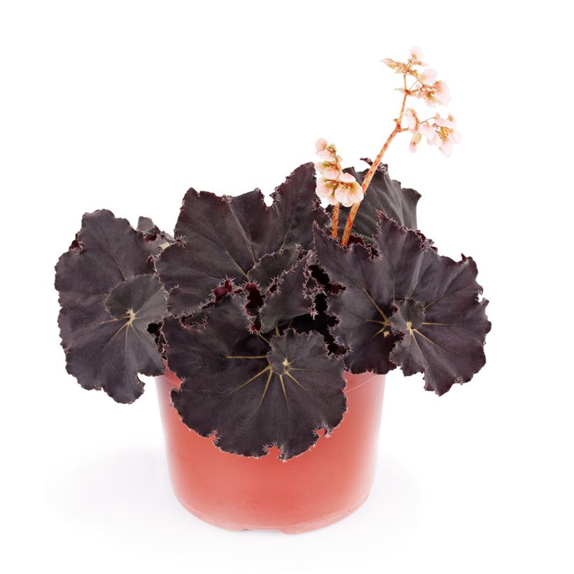 Begonia Rex Dark Mambo (Plant habit)