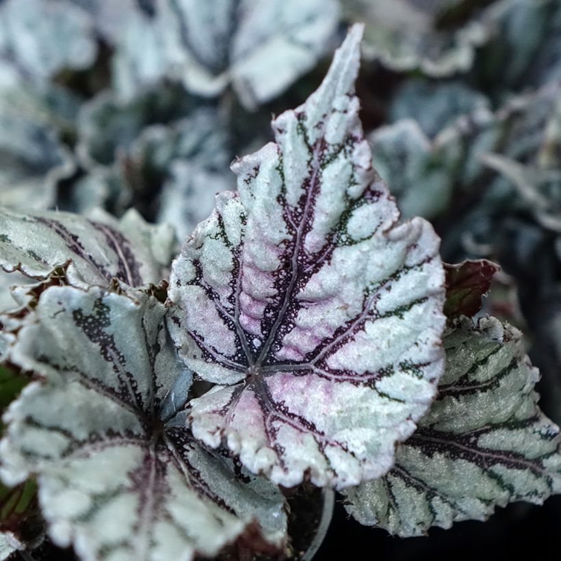 Begonia Rex Dew Drop (Foliage)
