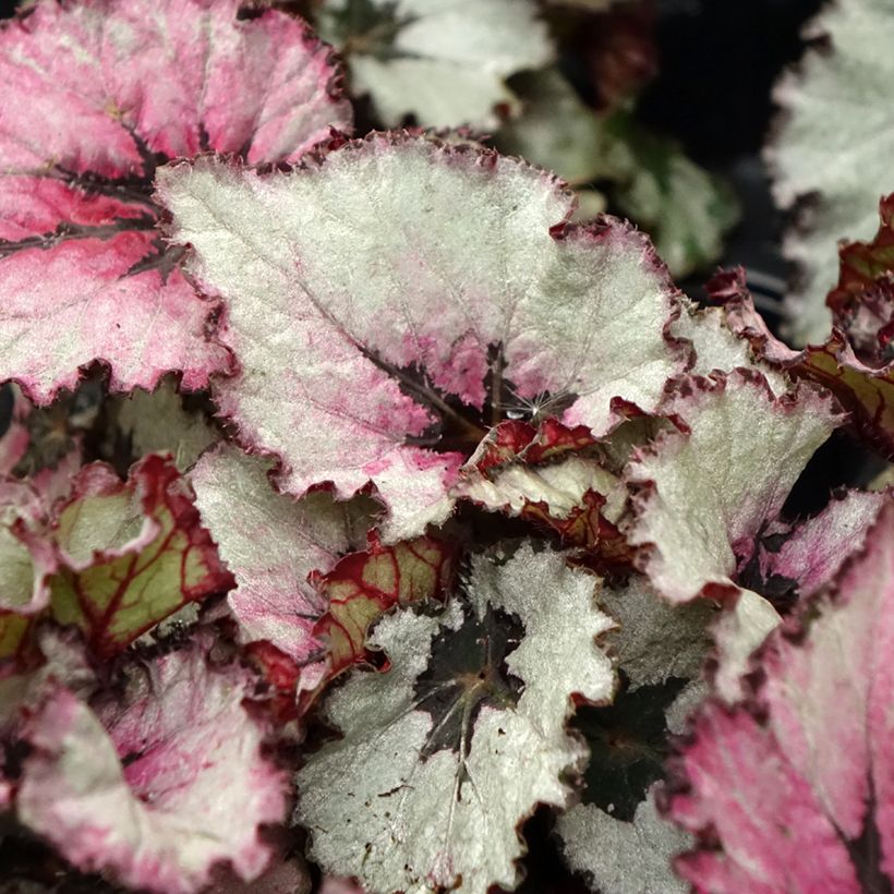 Begonia Rex Red Heart (Feuillage)