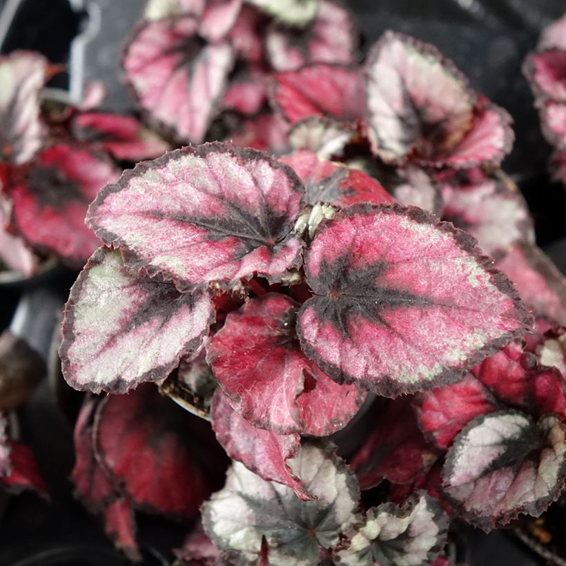 Begonia Rex Red Kiss (Foliage)