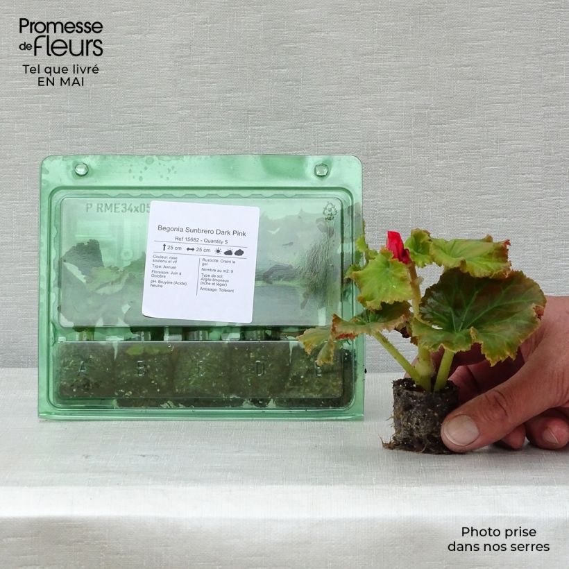 Example of Begonia Sunbrero Dark Pink  Mini-motte Ø 3/4 cm as you get in printemps