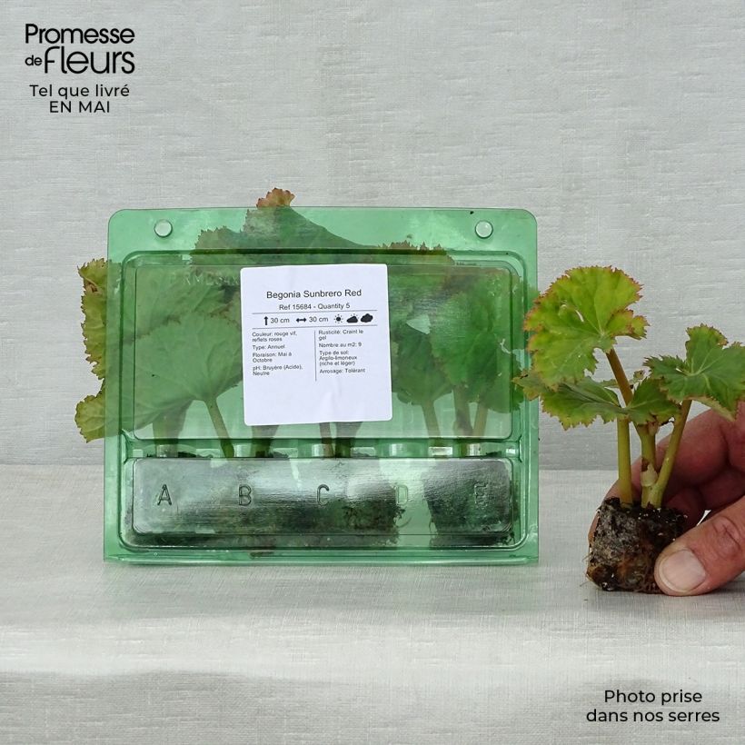 Example of Begonia Sunbrero Red Mini-motte Ø 3/4 cm as you get in printemps