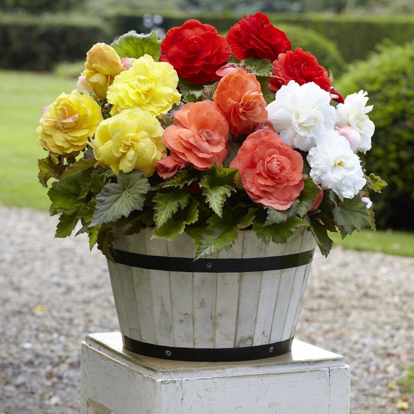 Begonia Superba mix 5 couleurs - fleurs doubles (Port)