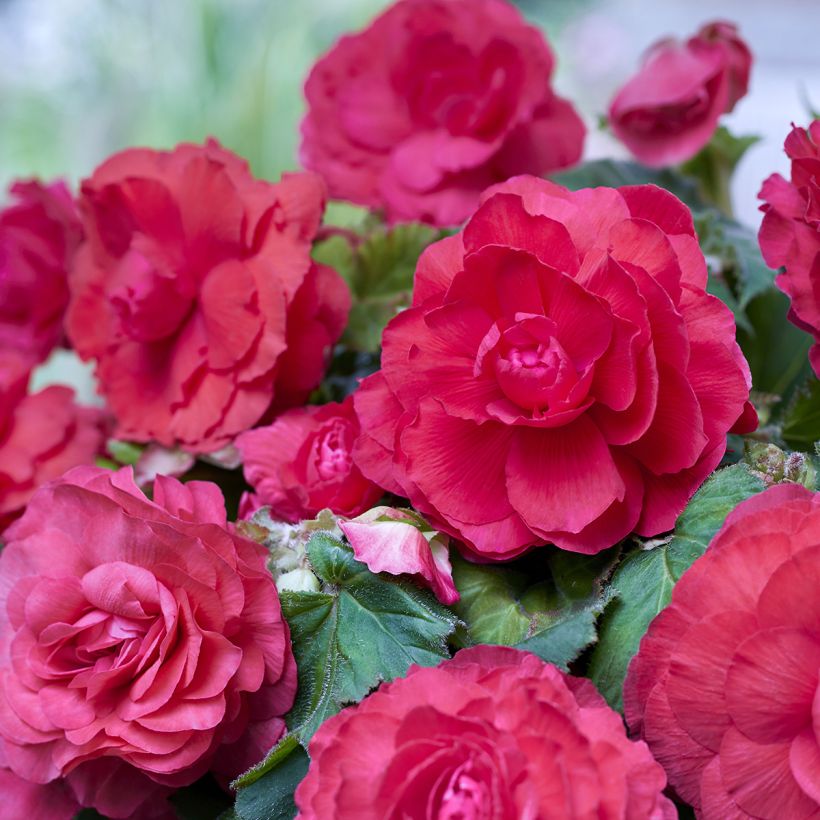 Begonia Superba Pink - Bégonia tubéreux double rose (Flowering)