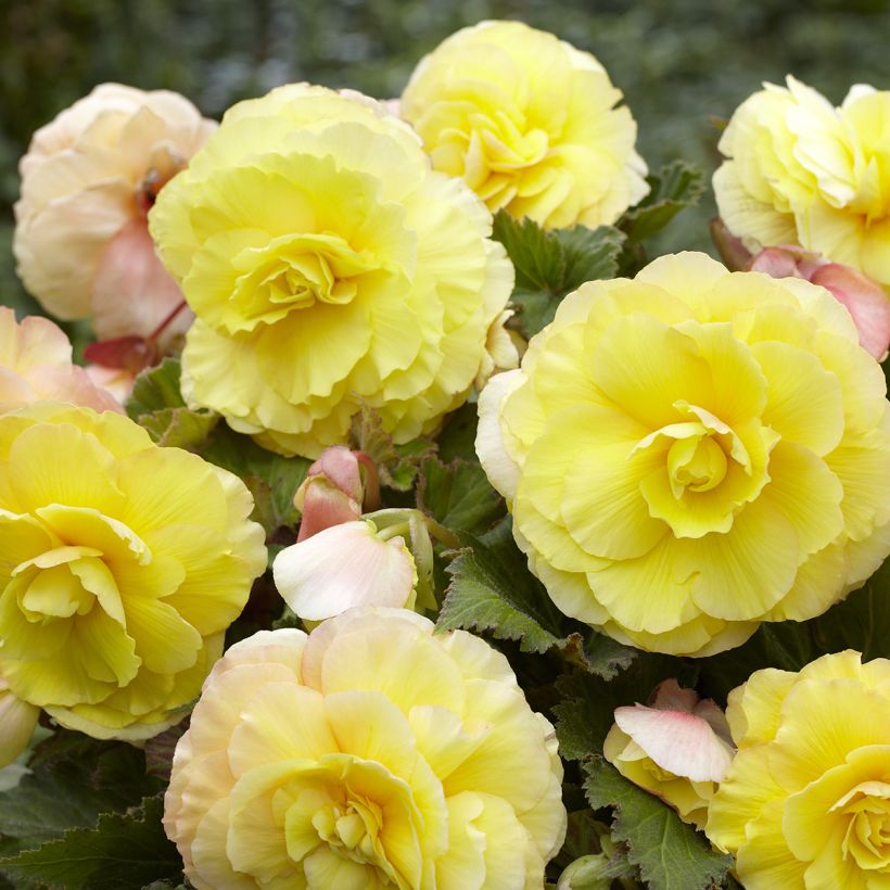 Bégonia tubéreux jaune double - Begonia Superba Yellow (Flowering)