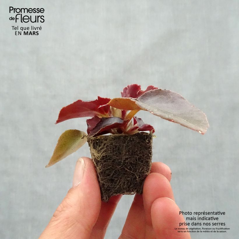 Spécimen de Bégonia Viking Bronze Red Mini-mottes  Mini-motte Ø 3/4 cm tel que livré au printemps