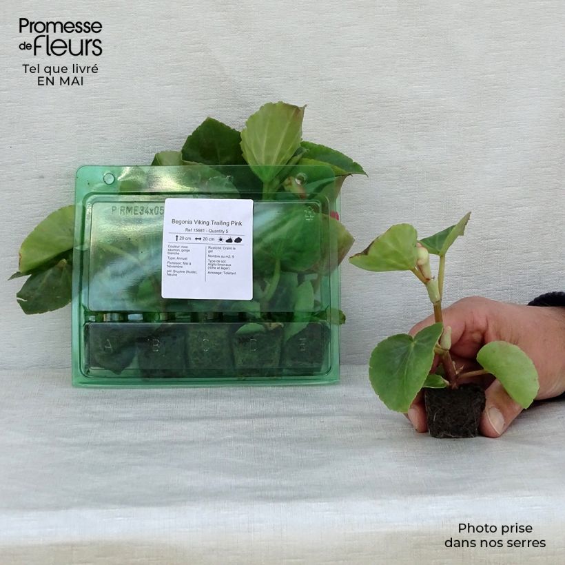Example of Begonia Viking Trailing Pink  Mini-motte Ø 3/4 cm as you get in printemps