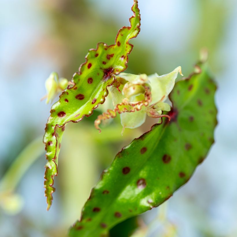 Begonia amphioxus - Bégonia d'intérieur (Feuillage)