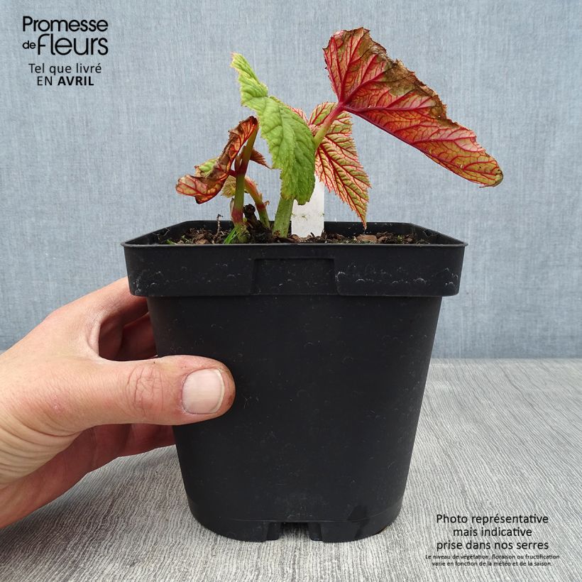Spécimen de Begonia grandis evansiana Pot de 2L/3L tel que livré au printemps